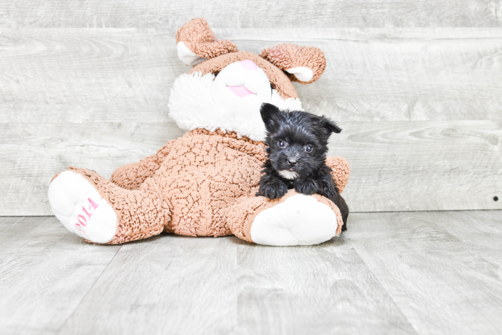 Little Yorkie Designer Puppy