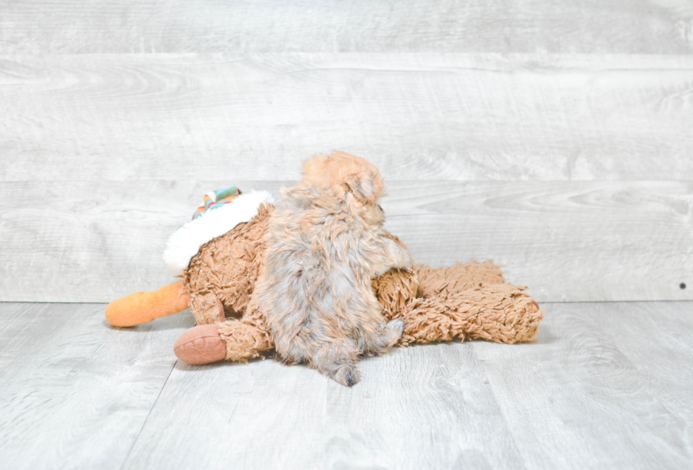 Smart Morkie Designer Pup