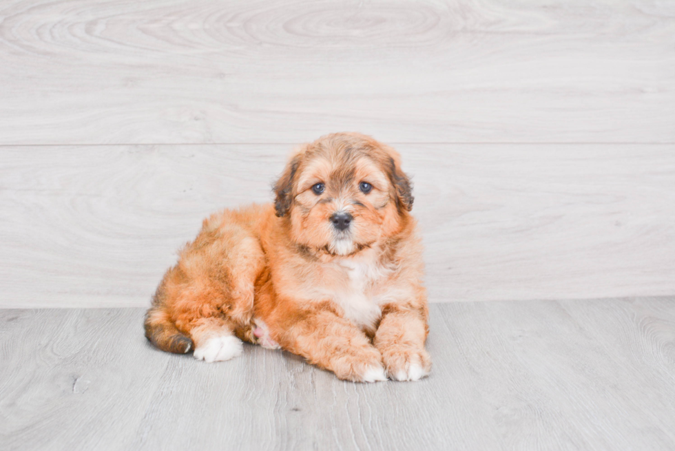 Friendly Mini Bernedoodle Baby