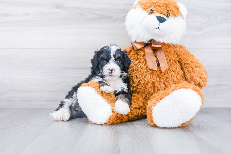 Mini Bernedoodle Pup Being Cute