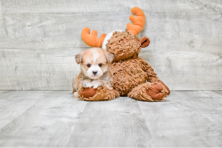 Morkie Pup Being Cute