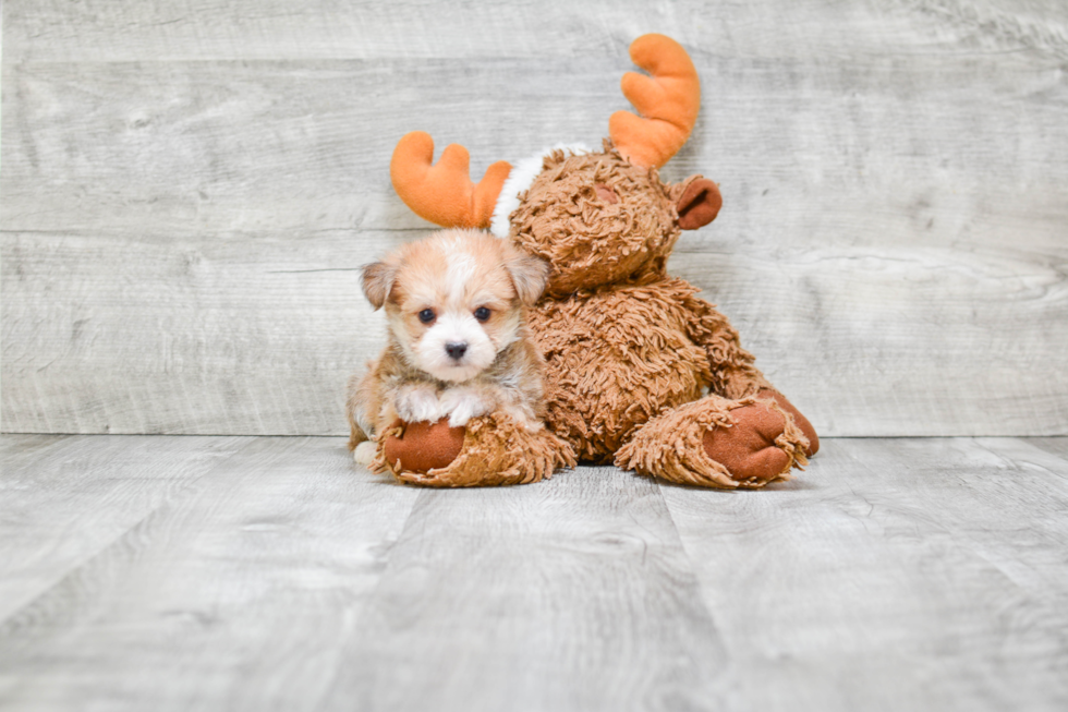 Morkie Pup Being Cute