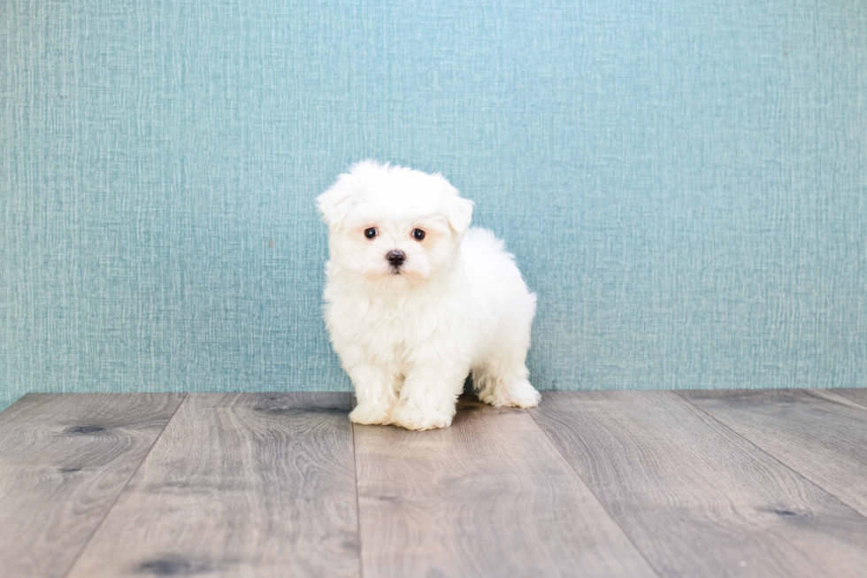 Akc Registered Maltese Baby