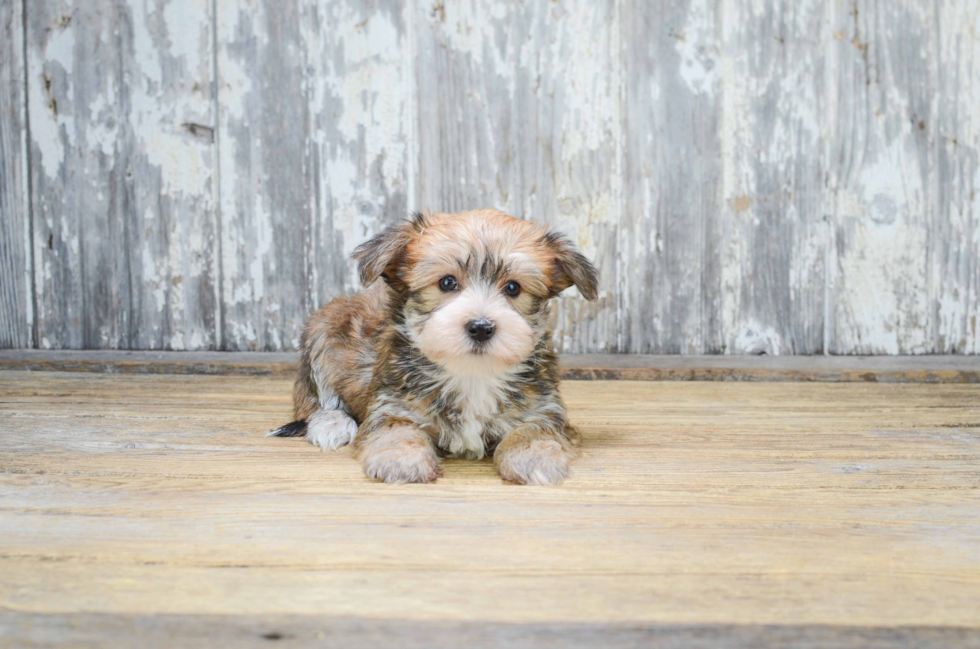 Friendly Morkie Baby