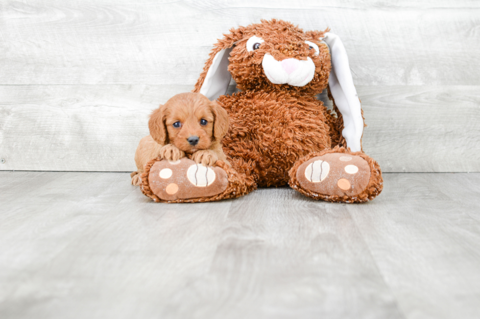 Sweet Cavapoo Baby