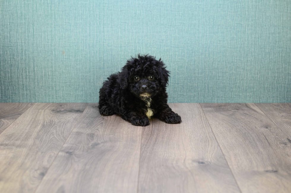 Playful Yorkie Doodle Poodle Mix Puppy