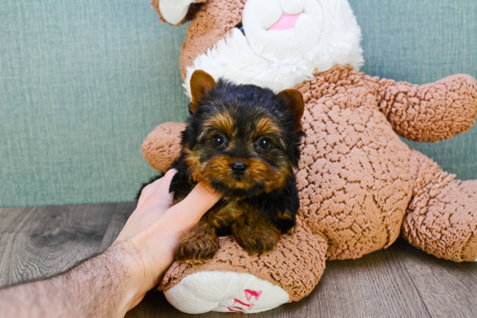 Meet Giselle - our Yorkshire Terrier Puppy Photo 