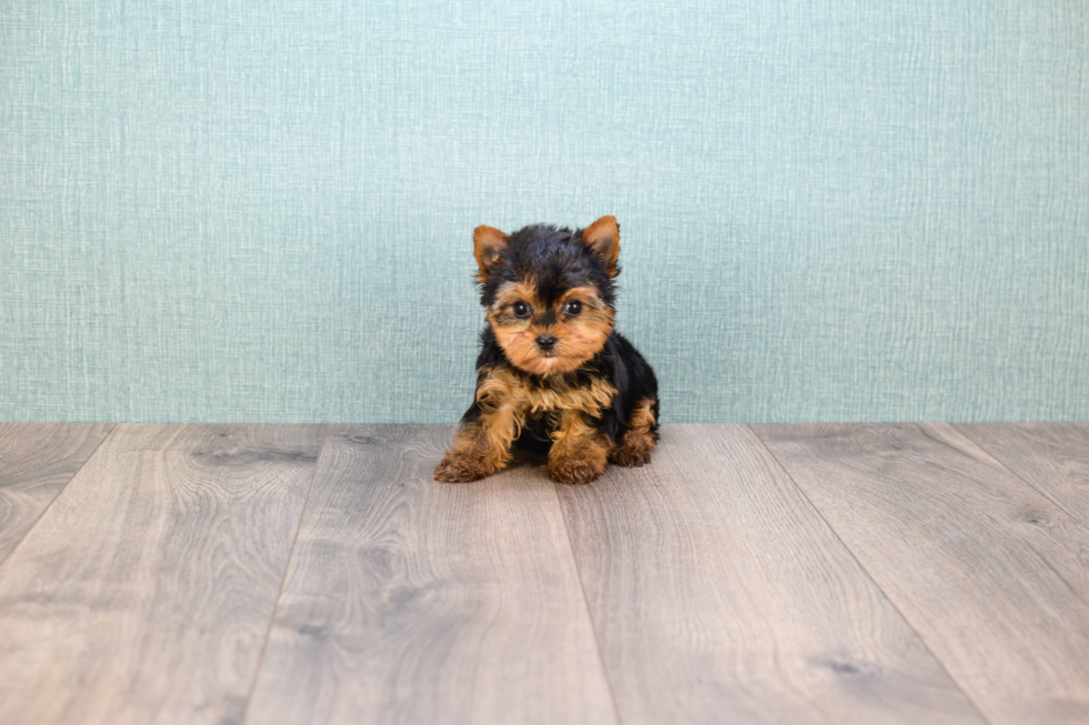 Meet Nugget - our Yorkshire Terrier Puppy Photo 