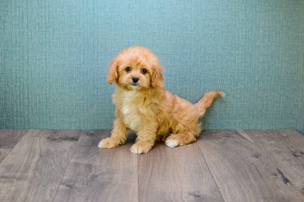 Adorable Cavoodle Poodle Mix Puppy