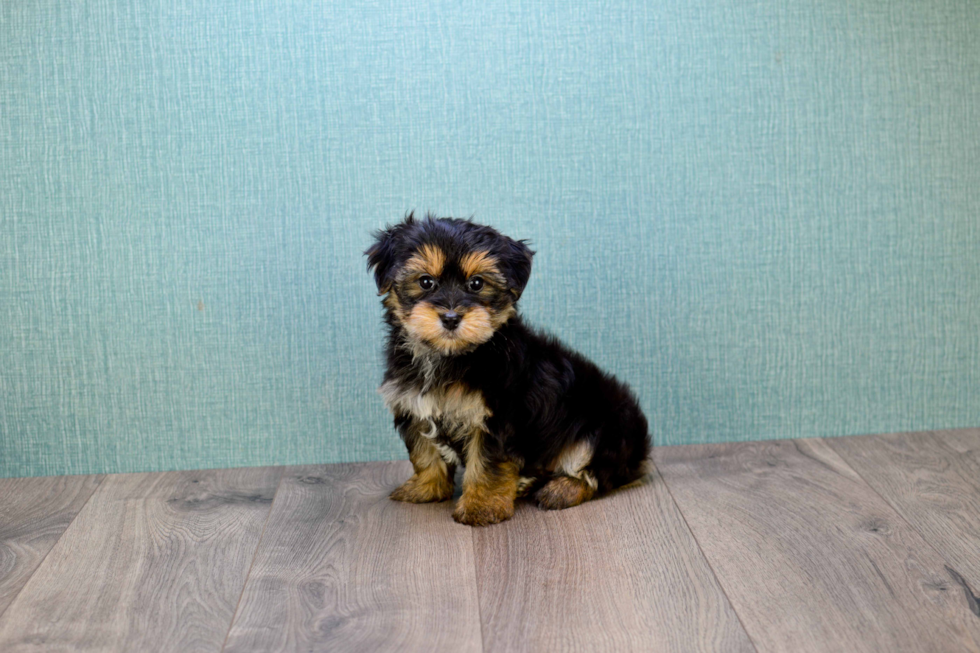 Friendly Morkie Baby