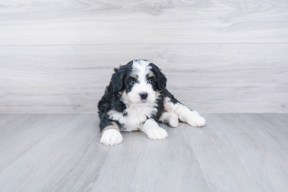 Petite Mini Bernedoodle Poodle Mix Pup