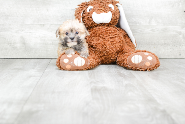 Friendly Morkie Baby