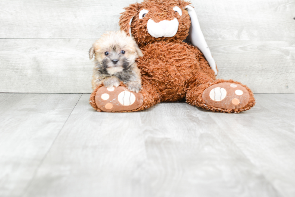 Friendly Morkie Baby