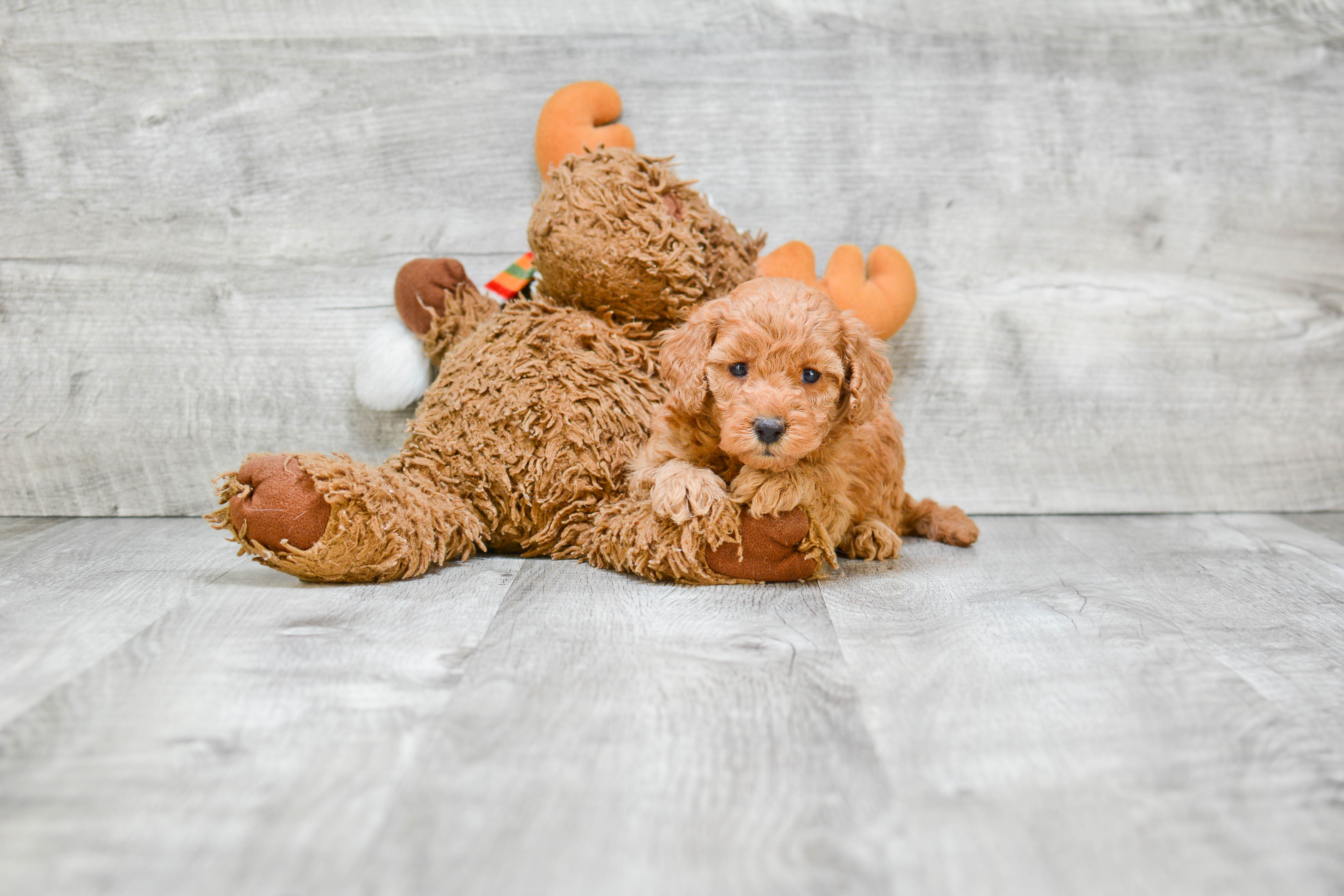 Friendly Mini Goldendoodle Baby