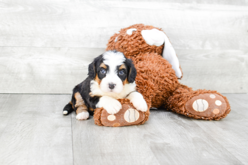 Best Mini Bernedoodle Baby