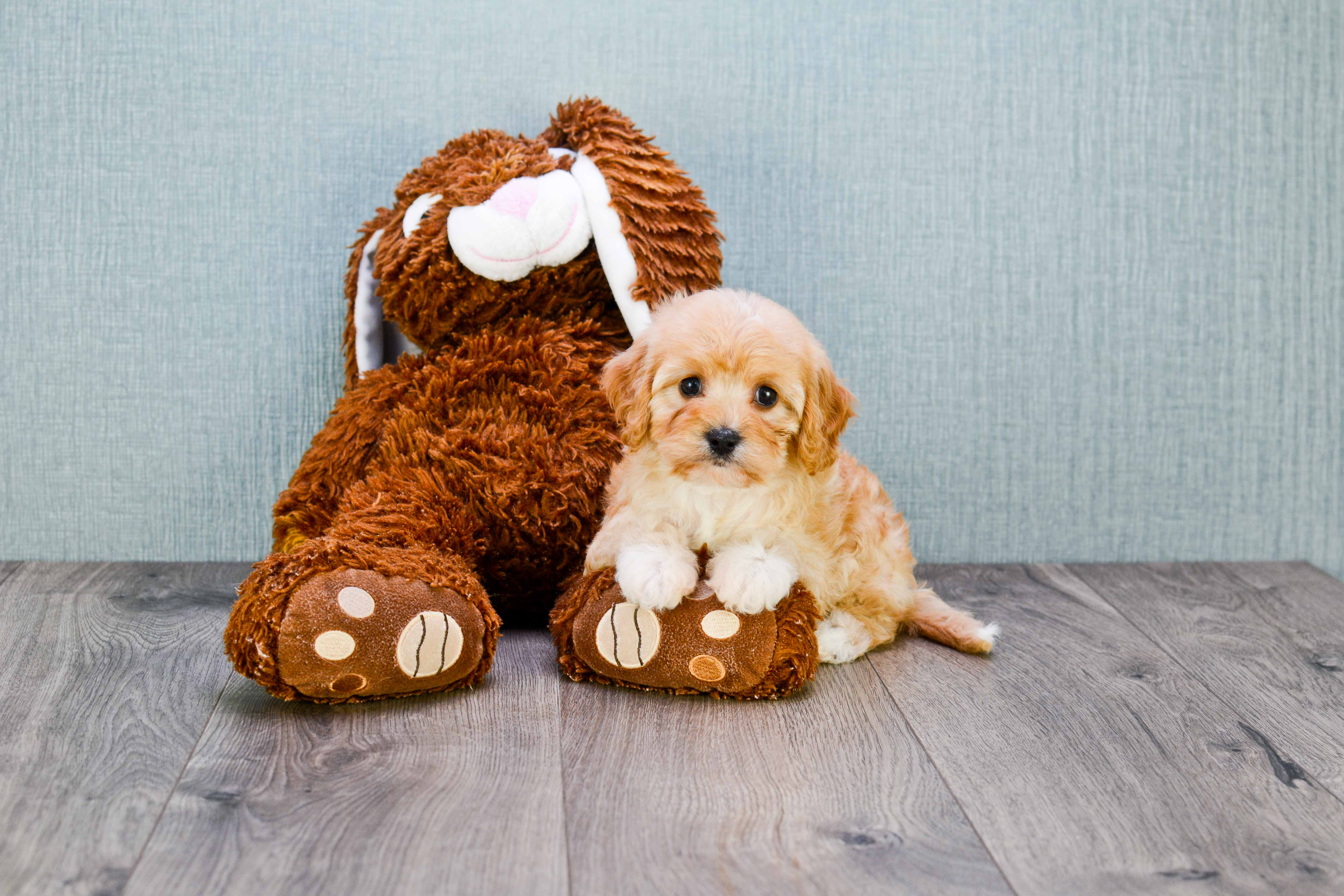Cavapoo Pup Being Cute