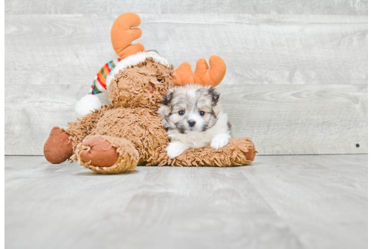 Funny Maltipom Designer Pup