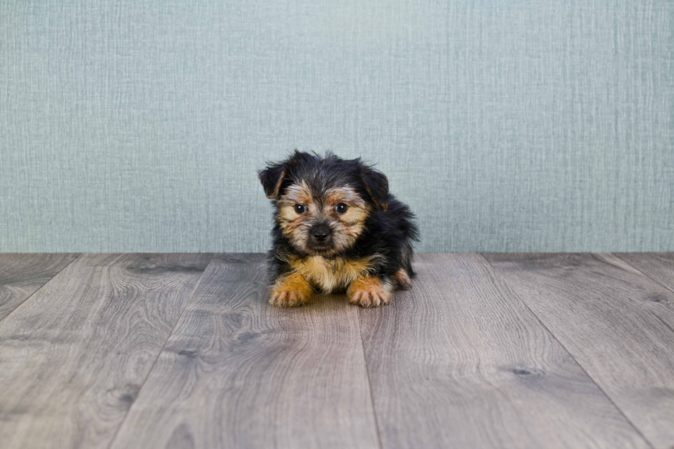 Morkie Puppy for Adoption
