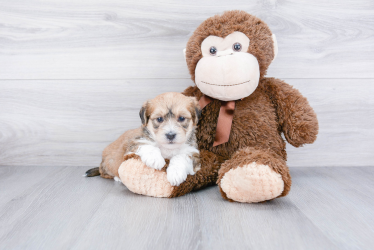 Morkie Pup Being Cute