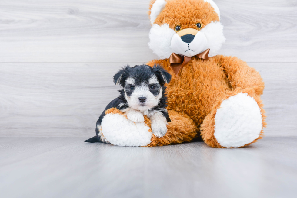 Morkie Pup Being Cute