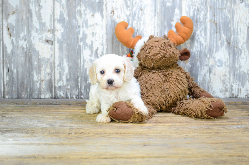 Small Cavachon Baby