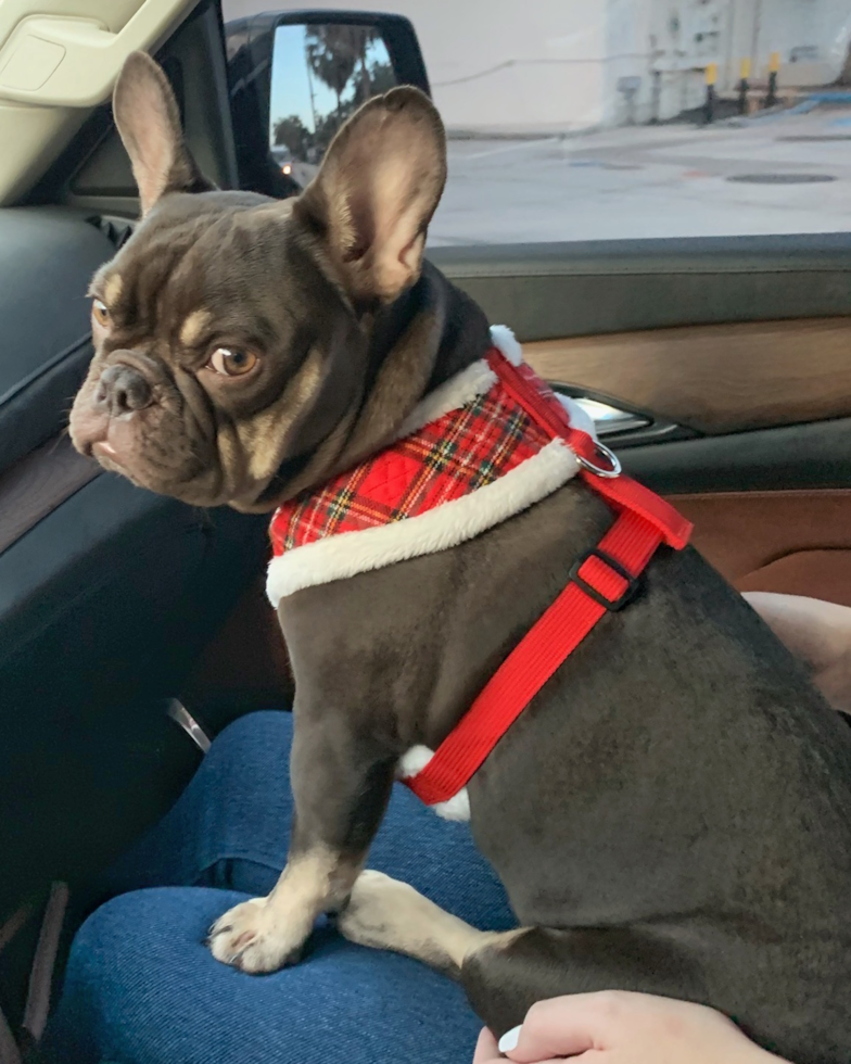 Sweet Frenchie Purebred Pup