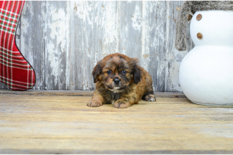 Playful Shorkie Designer Puppy