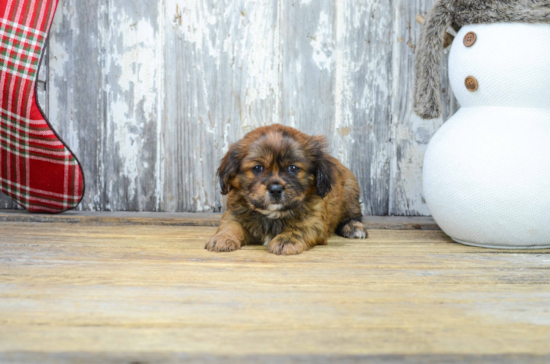 Playful Shorkie Designer Puppy