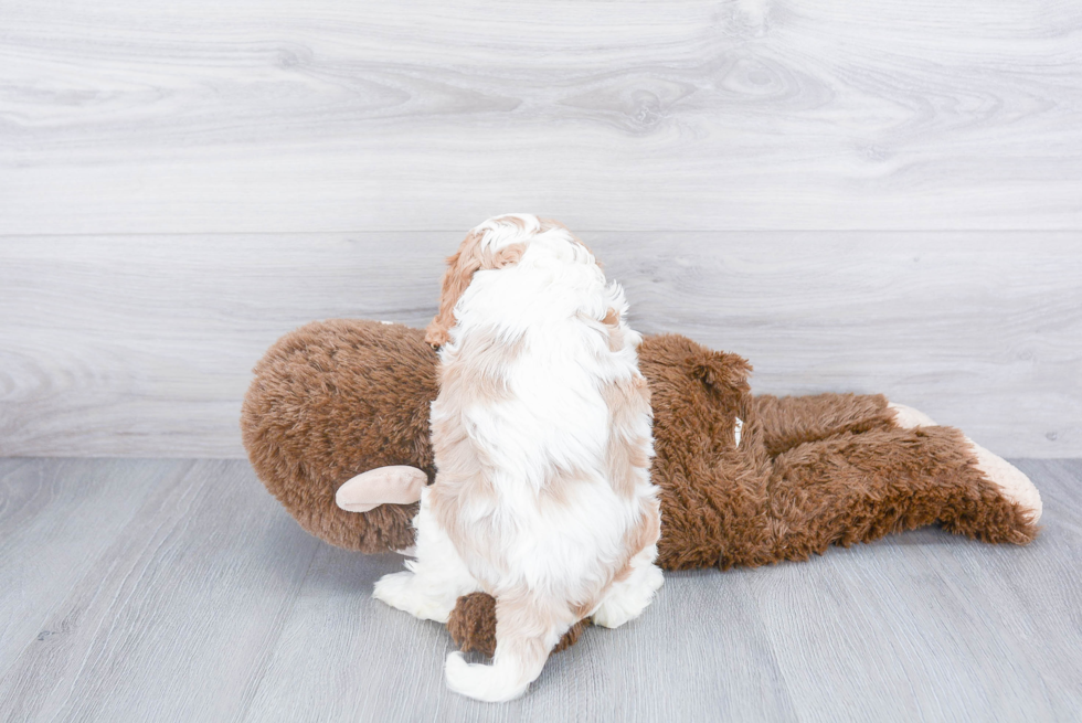 Smart Cavalier King Charles Spaniel Purebred Puppy