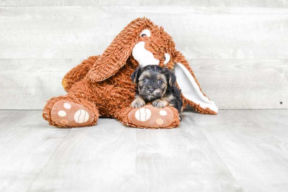 Morkie Puppy for Adoption