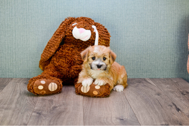 Morkie Puppy for Adoption