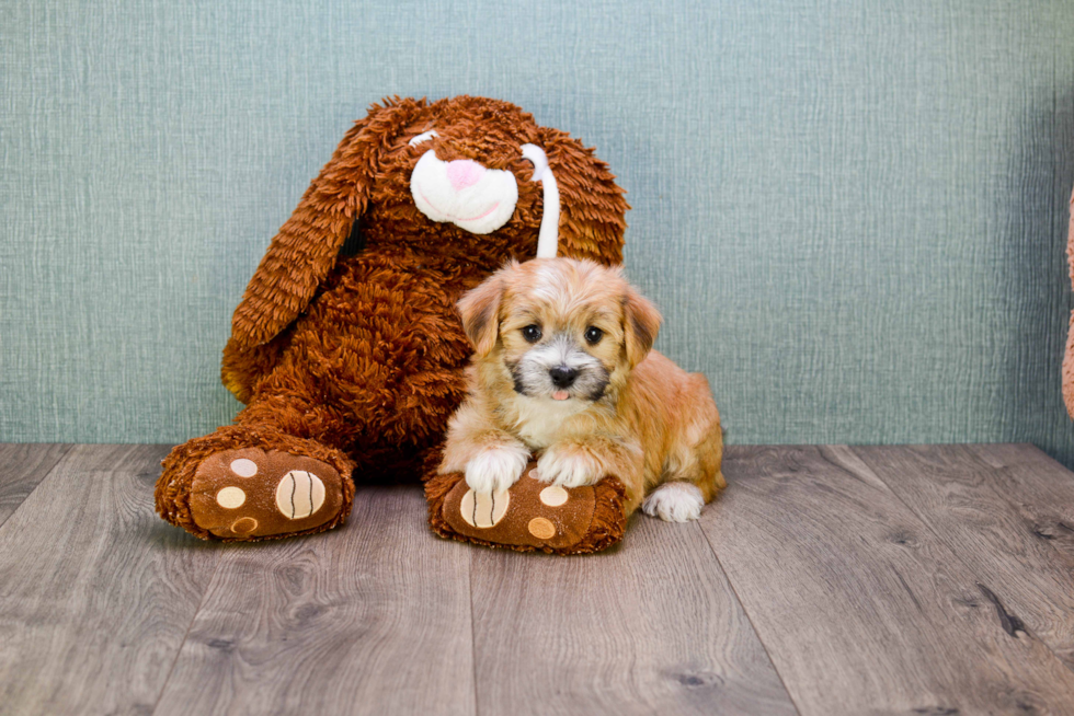 Morkie Puppy for Adoption