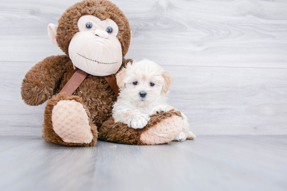 Playful Maltepoo Poodle Mix Puppy