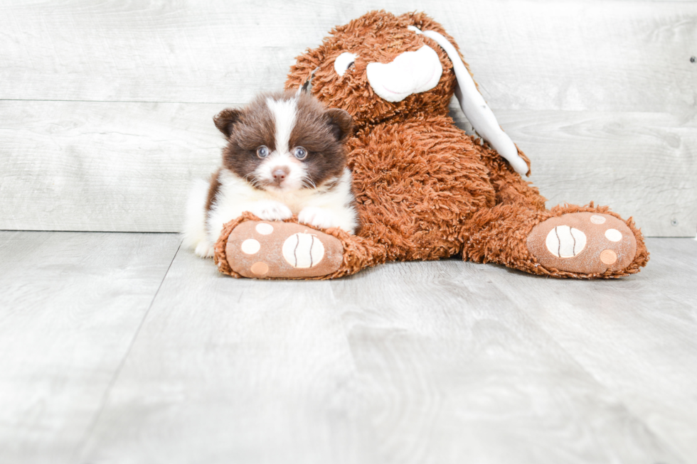 Small Pomeranian Purebred Pup