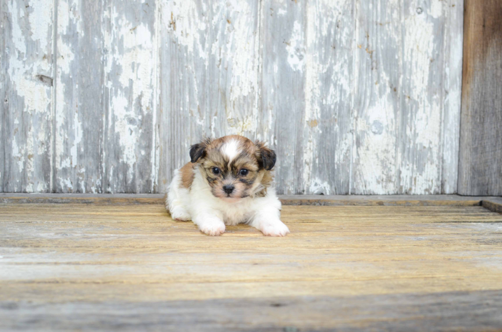 Cute Teddy Bear Baby