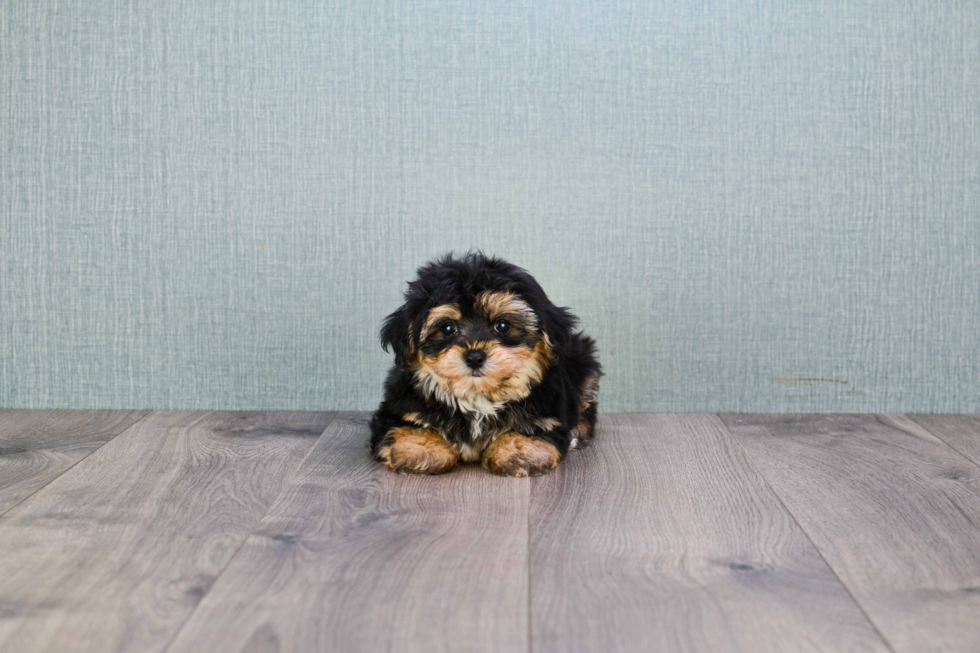 Smart Morkie Designer Pup