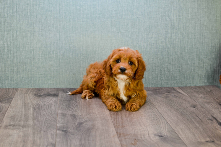Fluffy Cavapoo Poodle Mix Pup