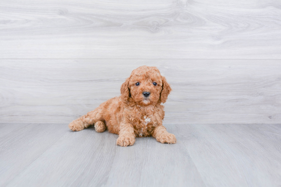 Cavapoo Puppy for Adoption