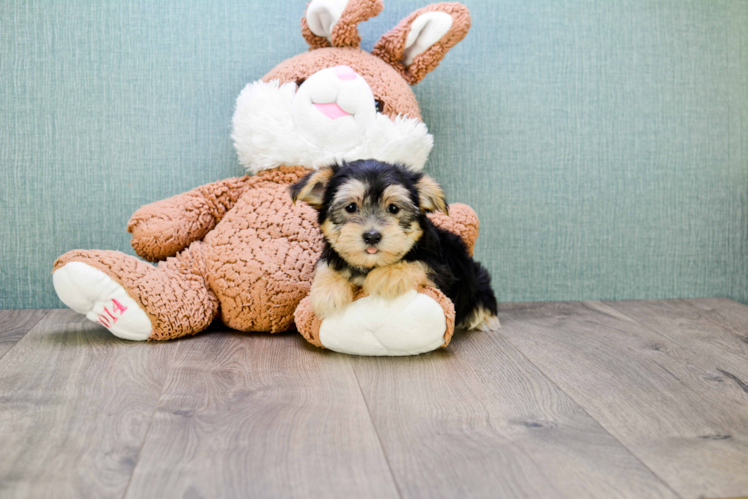 Morkie Pup Being Cute