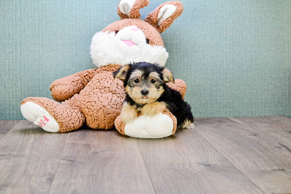 Morkie Pup Being Cute