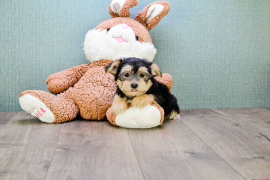 Morkie Pup Being Cute