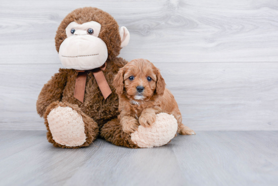 Small Cavapoo Baby