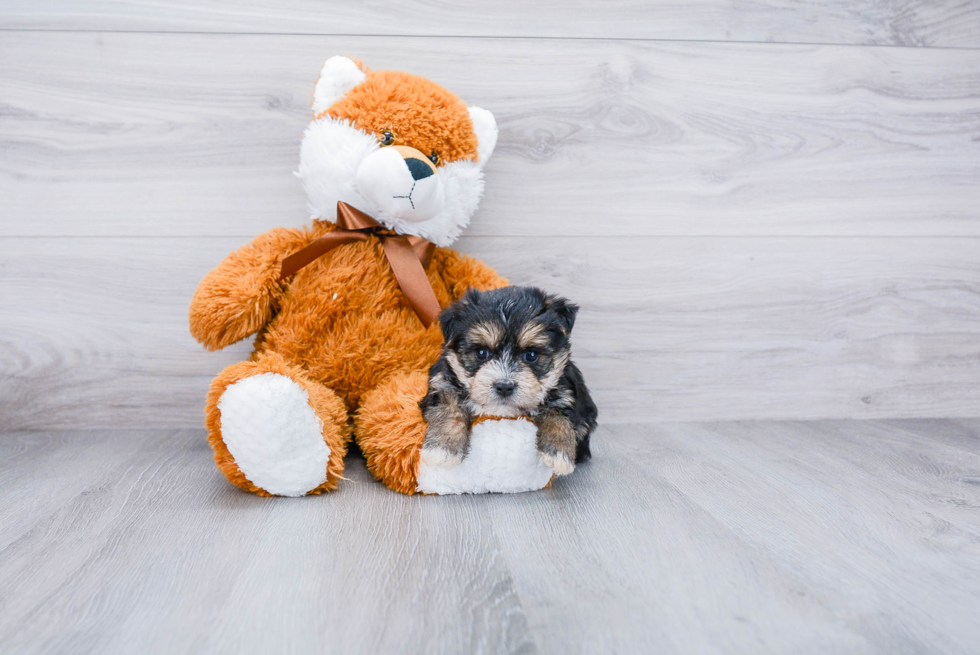 Morkie Pup Being Cute