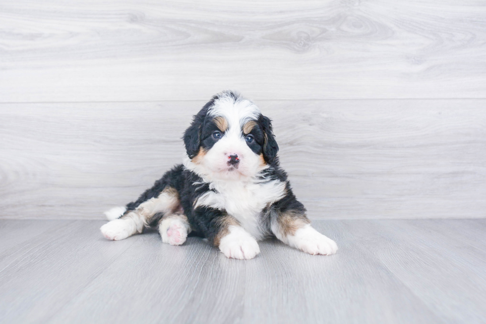 Petite Mini Bernedoodle Poodle Mix Pup