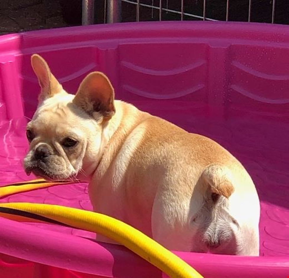 Small French Bulldog Pup