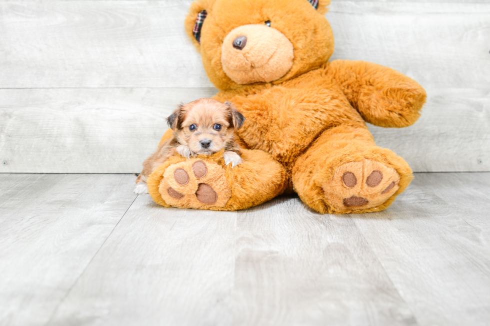 Morkie Puppy for Adoption