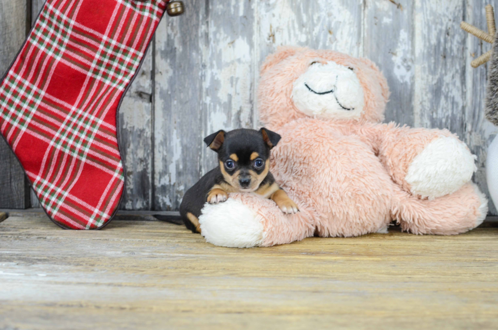 Cute Chihuahua Mix Pup