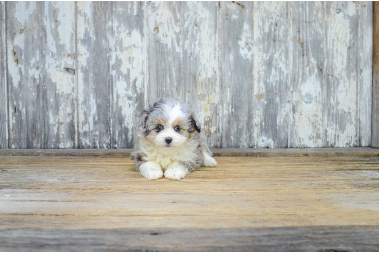 Best Mini Aussiedoodle Baby