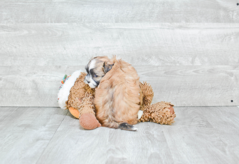 Havanese Puppy for Adoption