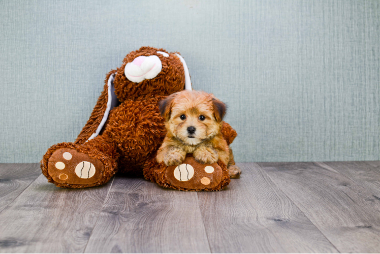 Morkie Puppy for Adoption